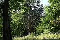 VBS_4781 - Il bosco fatato - Montaldo Roero